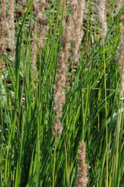 Calamagrostis stricta 2