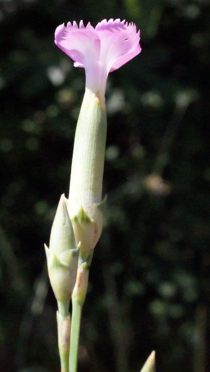 Garofano