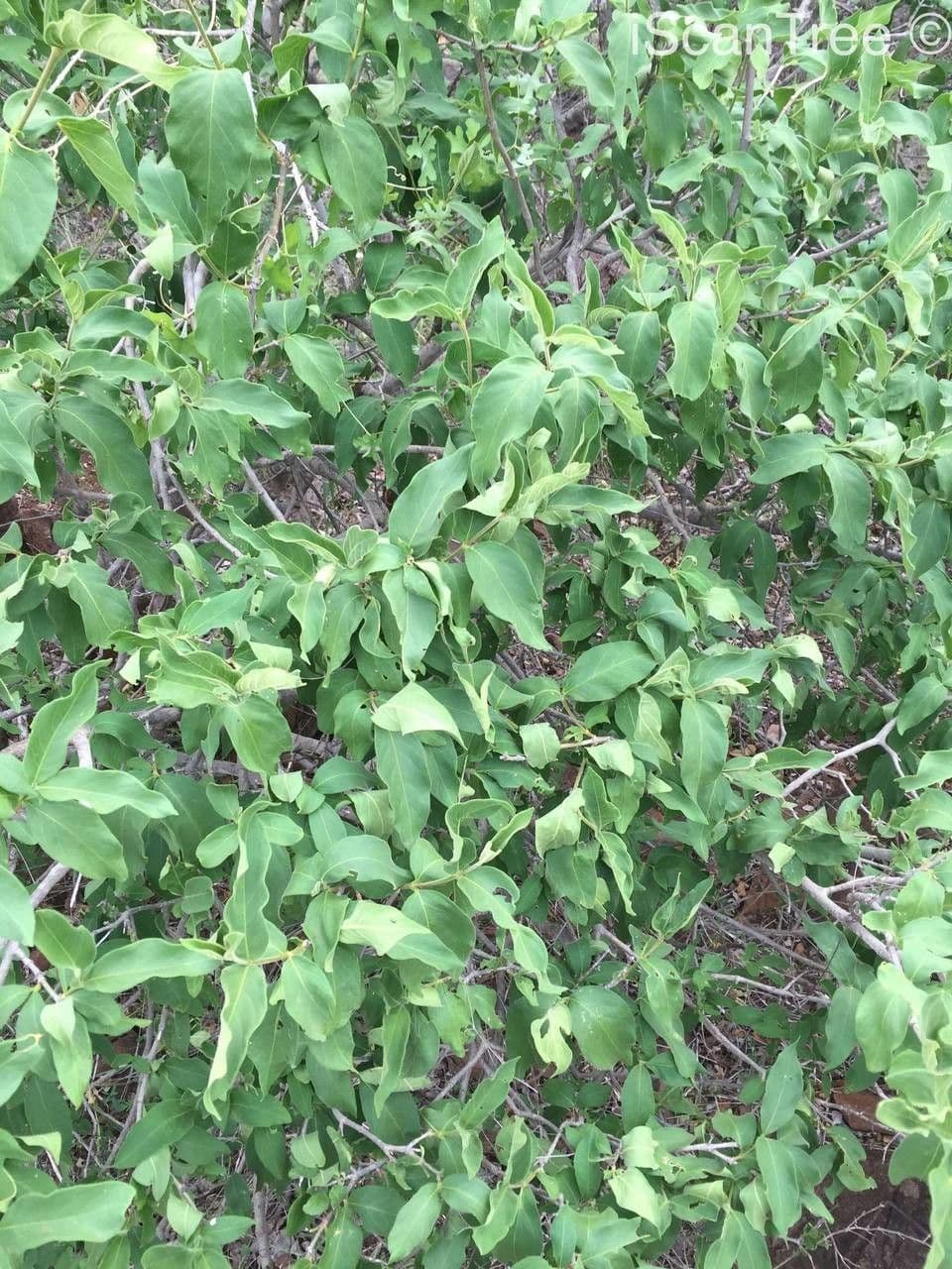 Vangueria 9