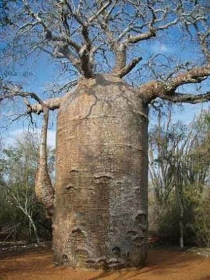 Baobab 24