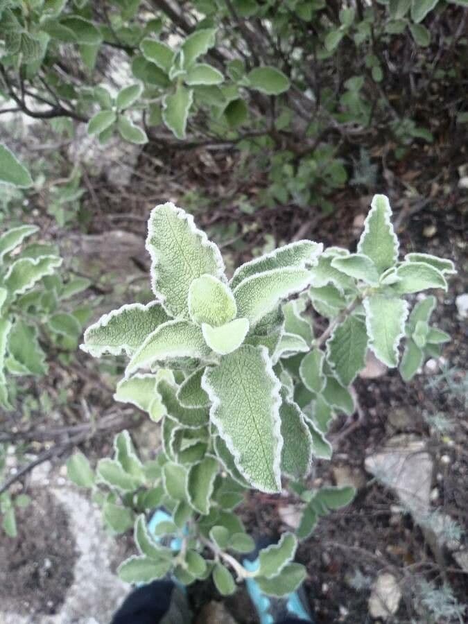 Cistus krétský 19