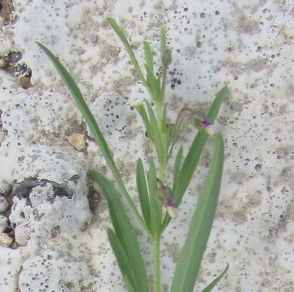 Pombalia 6