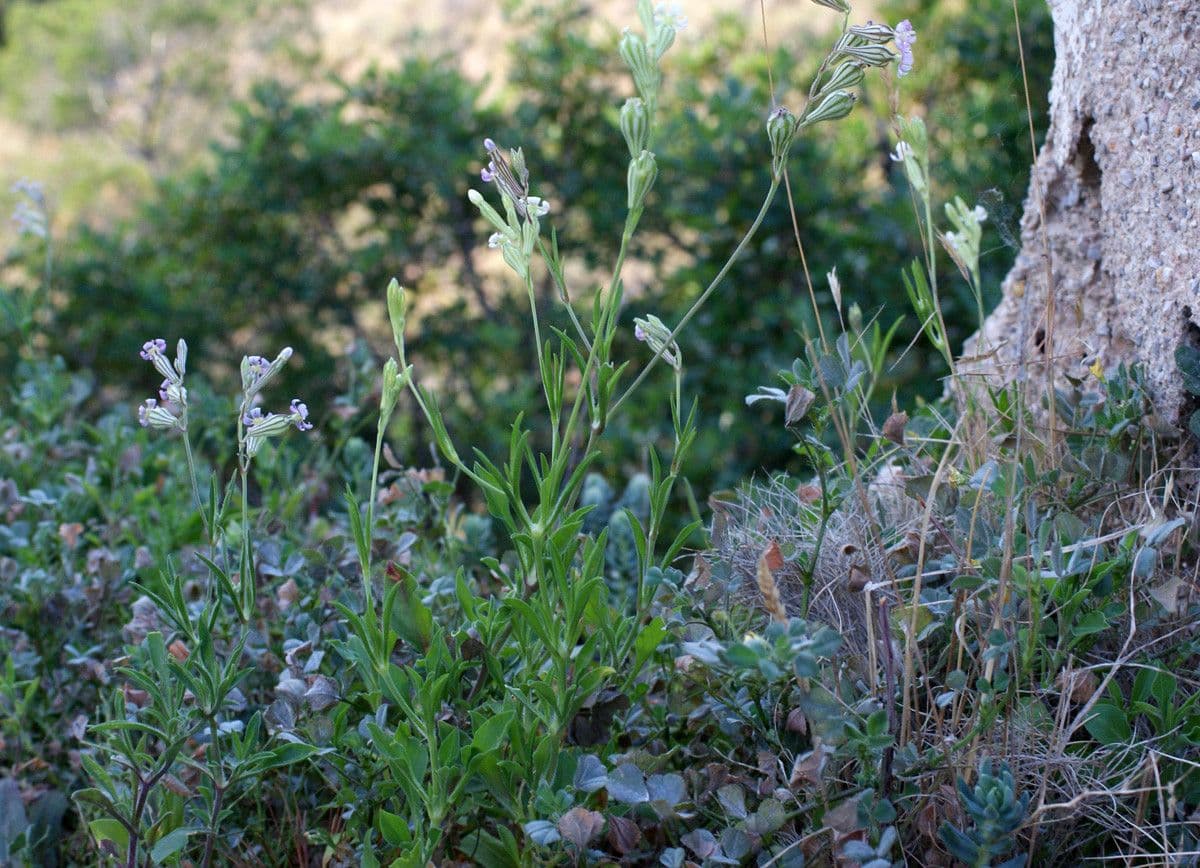 Silene secundiflora 15