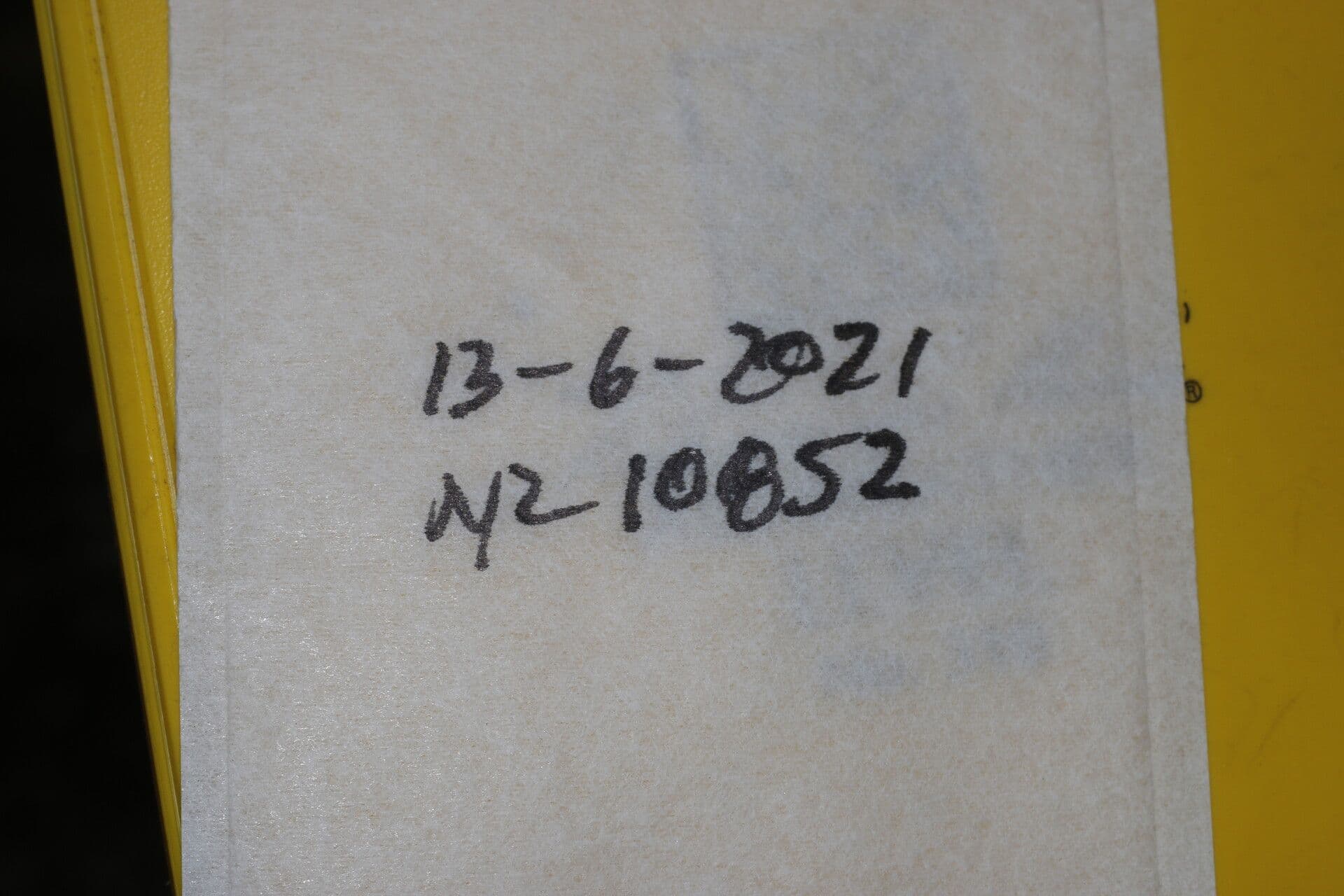 Cnidoscolus 26