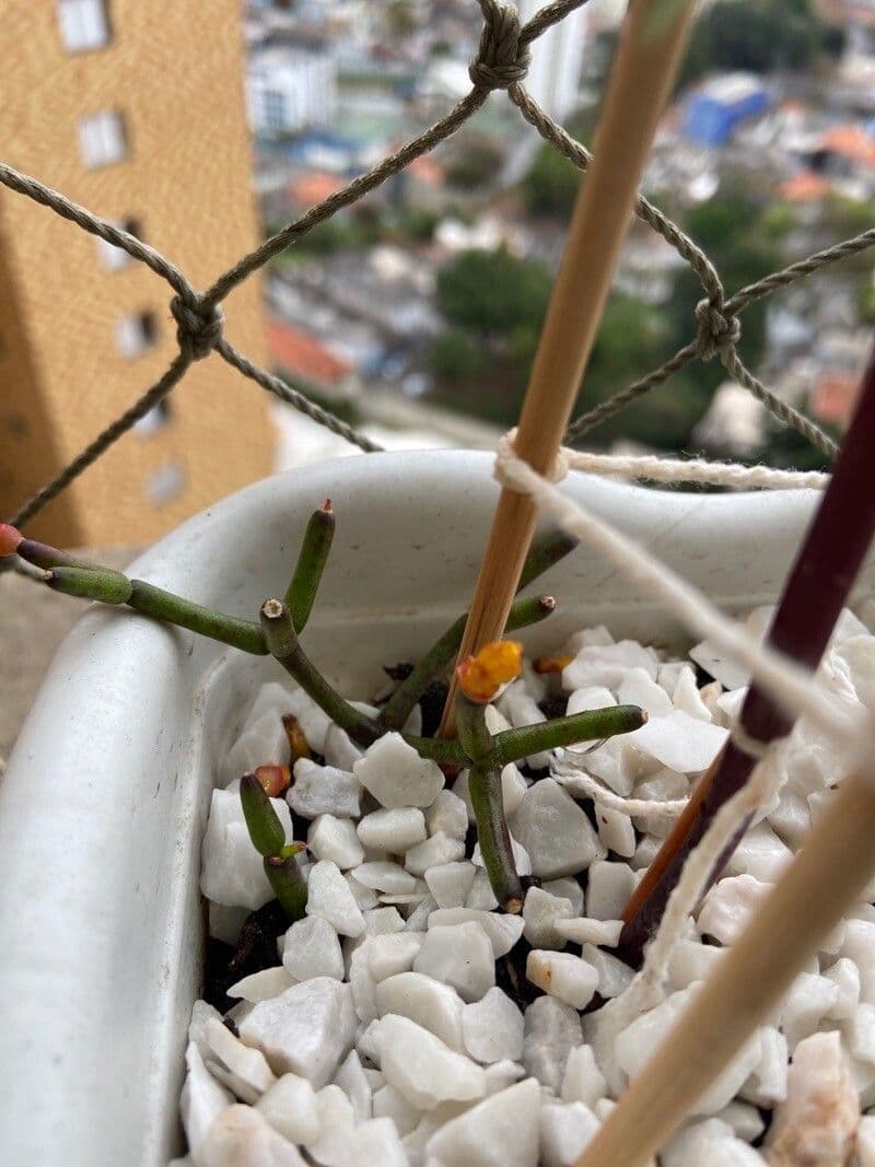 Rhipsalis clavata 4