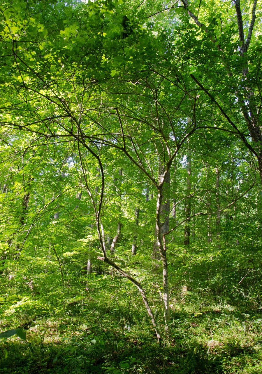 Staphylea trifolia 14