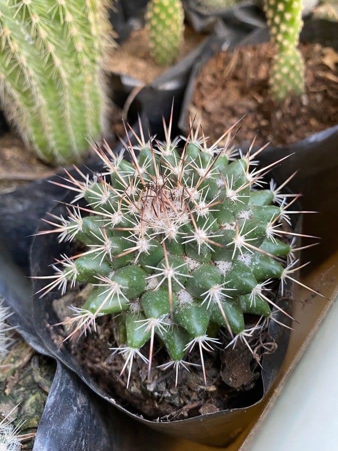 Mammillaria uncinata 14