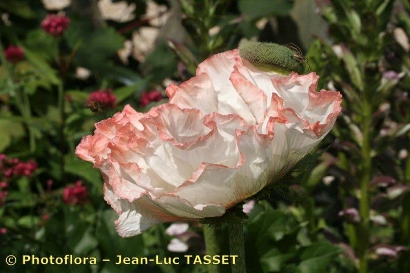 Scharlachmohn 3