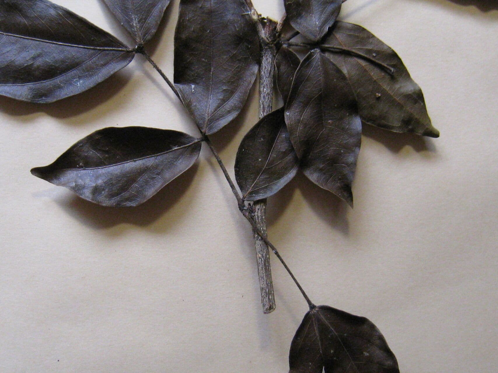 Zygia cataractae
