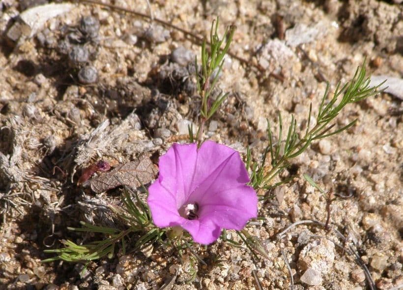 Ipomoea capillacea