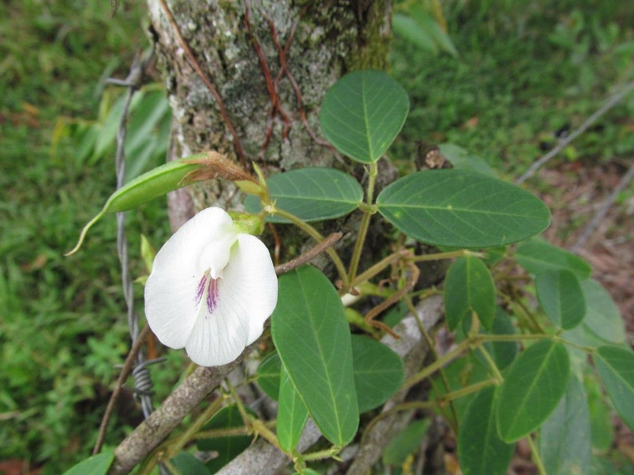 Clitoria falcata 4
