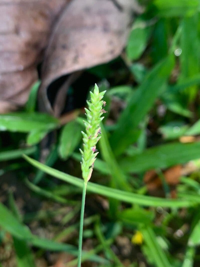 Sacciolepis indická 2