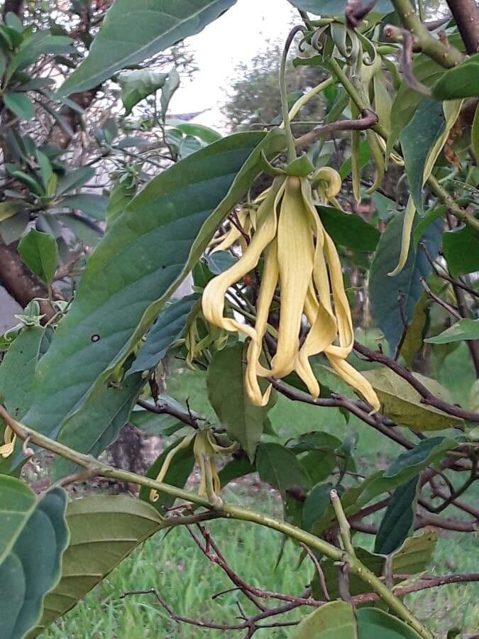 Ylang-ylang 6