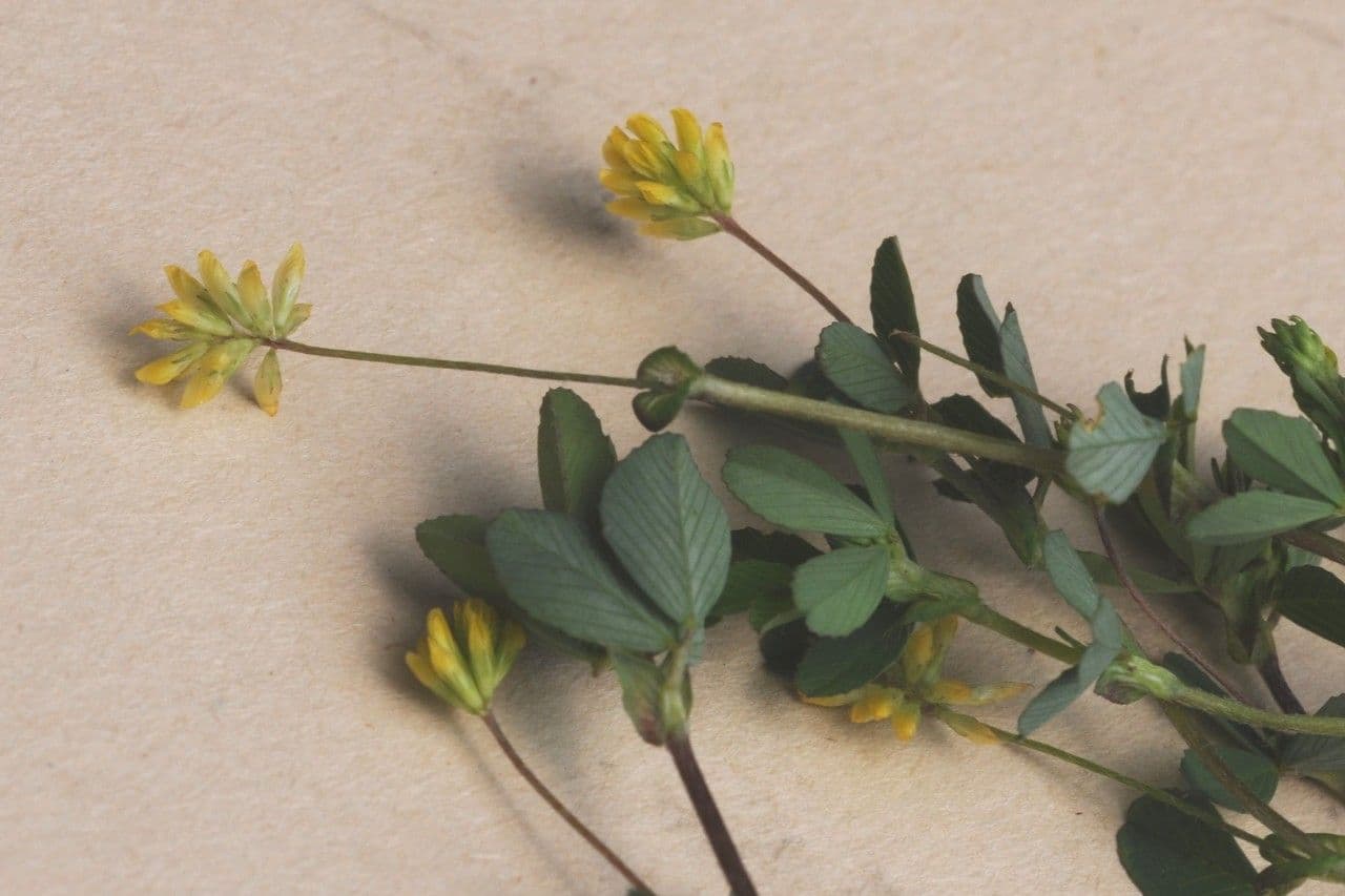 Trifoglio dubbio 28
