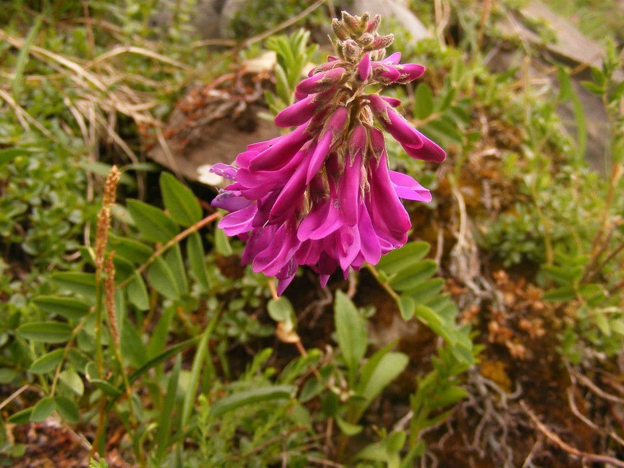 Jaskier alpejski 11