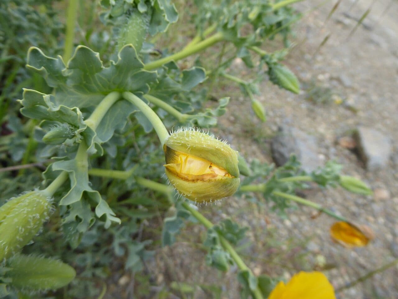 Glaucio 3