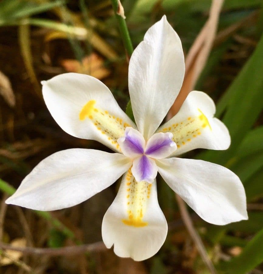 Iris selvatico 5