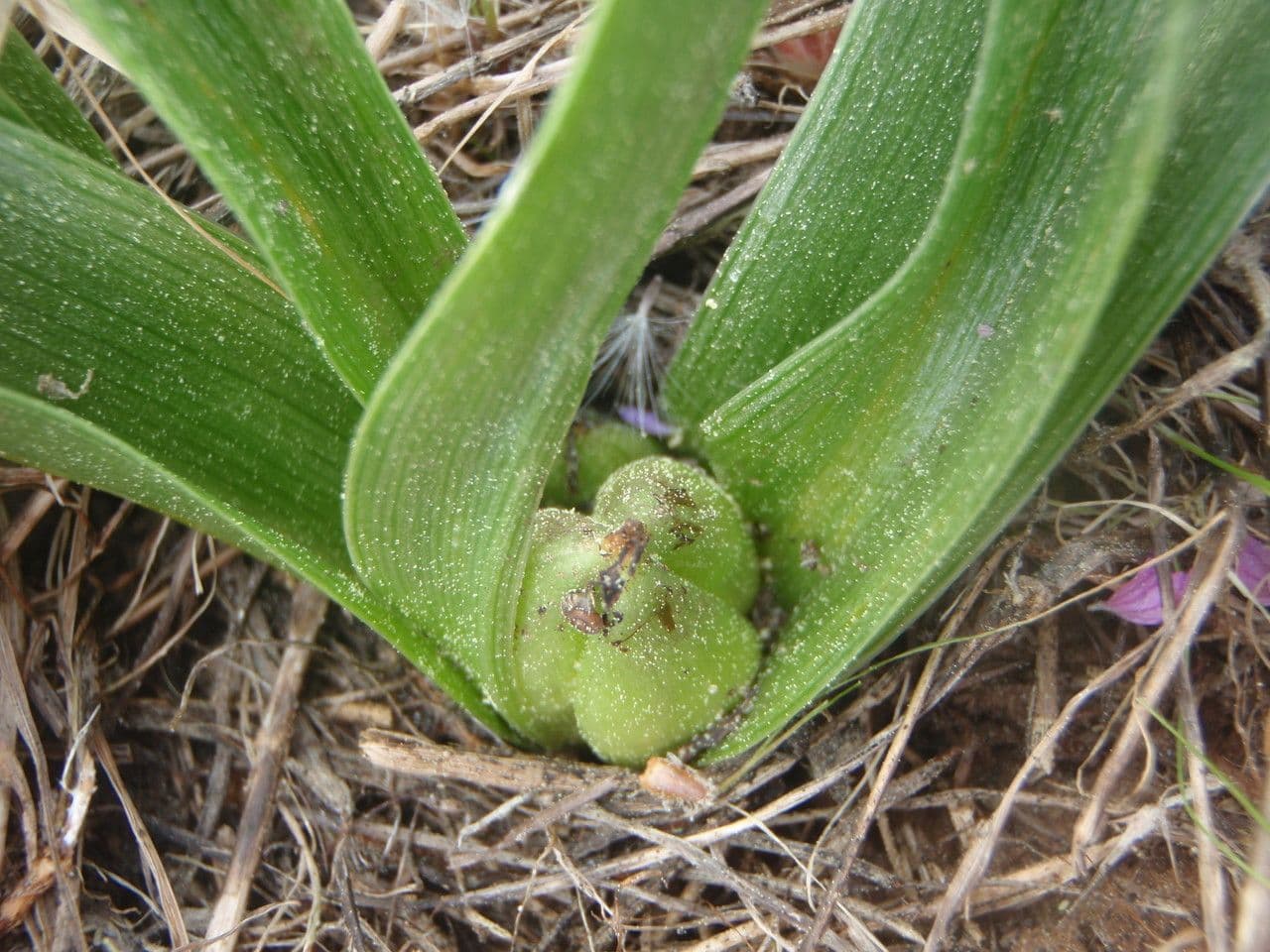 Colchico 11