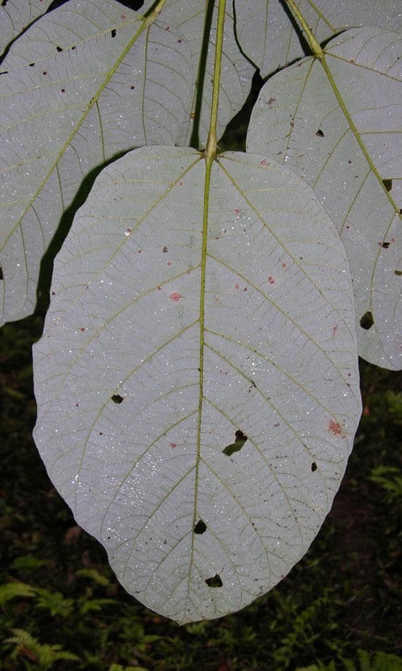 Sterculia 12