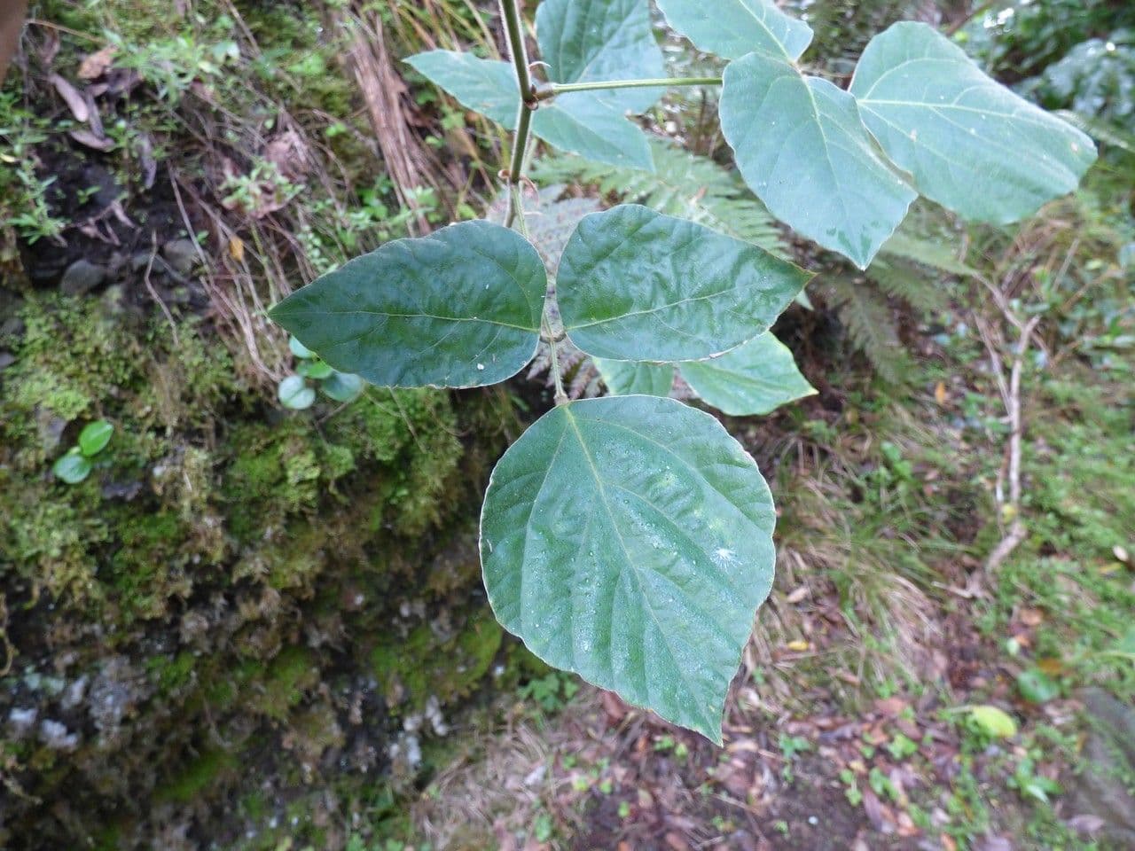 Hylodesmum 14