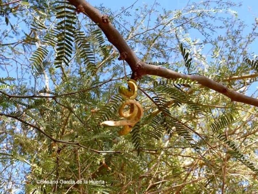 Prosopis 19