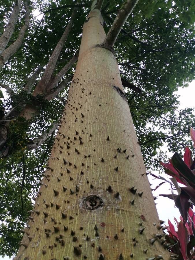 Ceiba 21