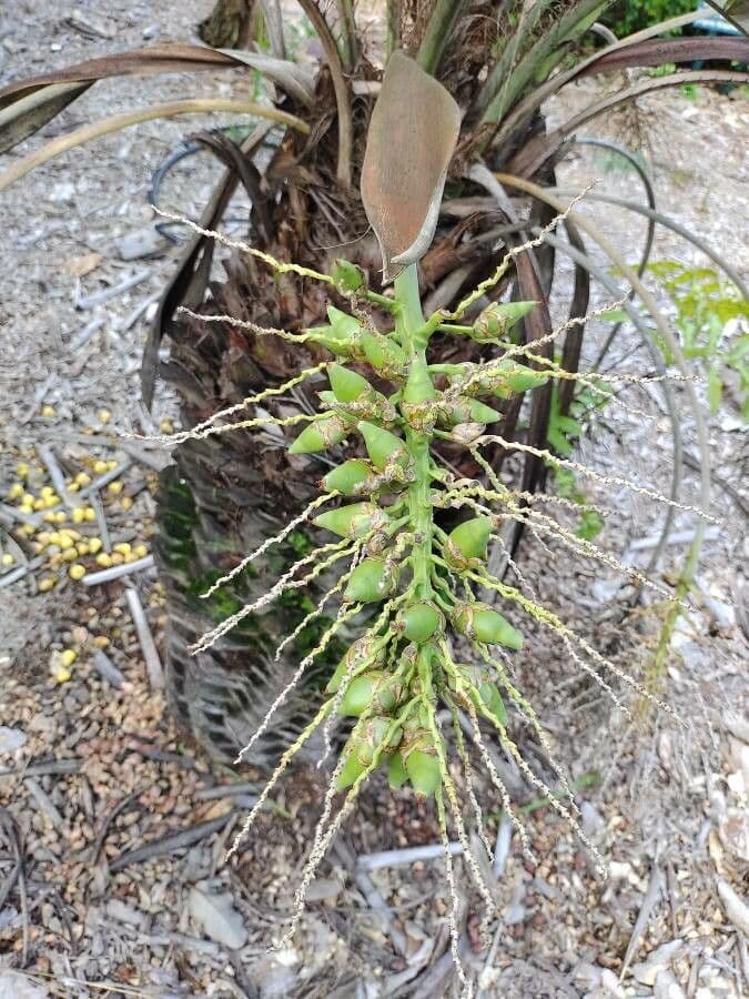 Butia