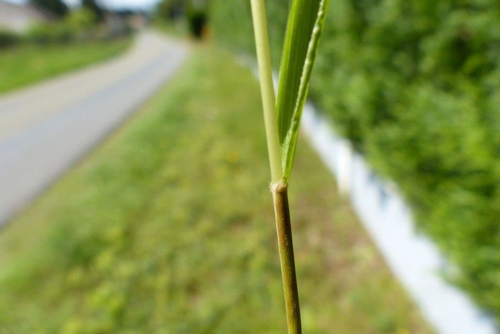 Brachypode penné 23
