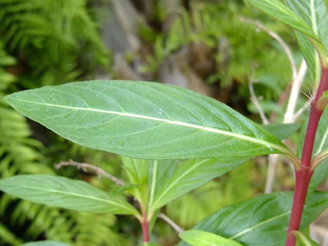 Cuphea 5