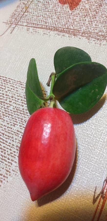 Karisa