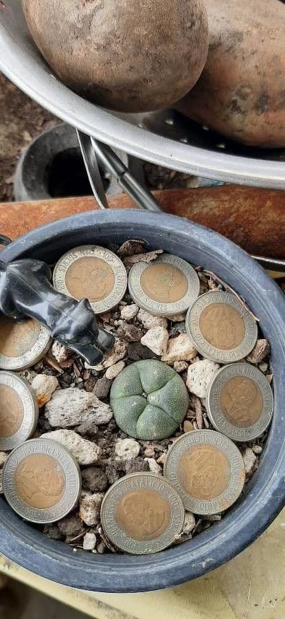 Peyote 18