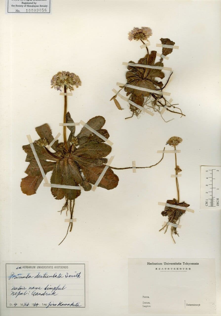 Primula denticolata 19
