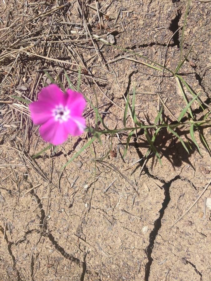 Flogosis 11