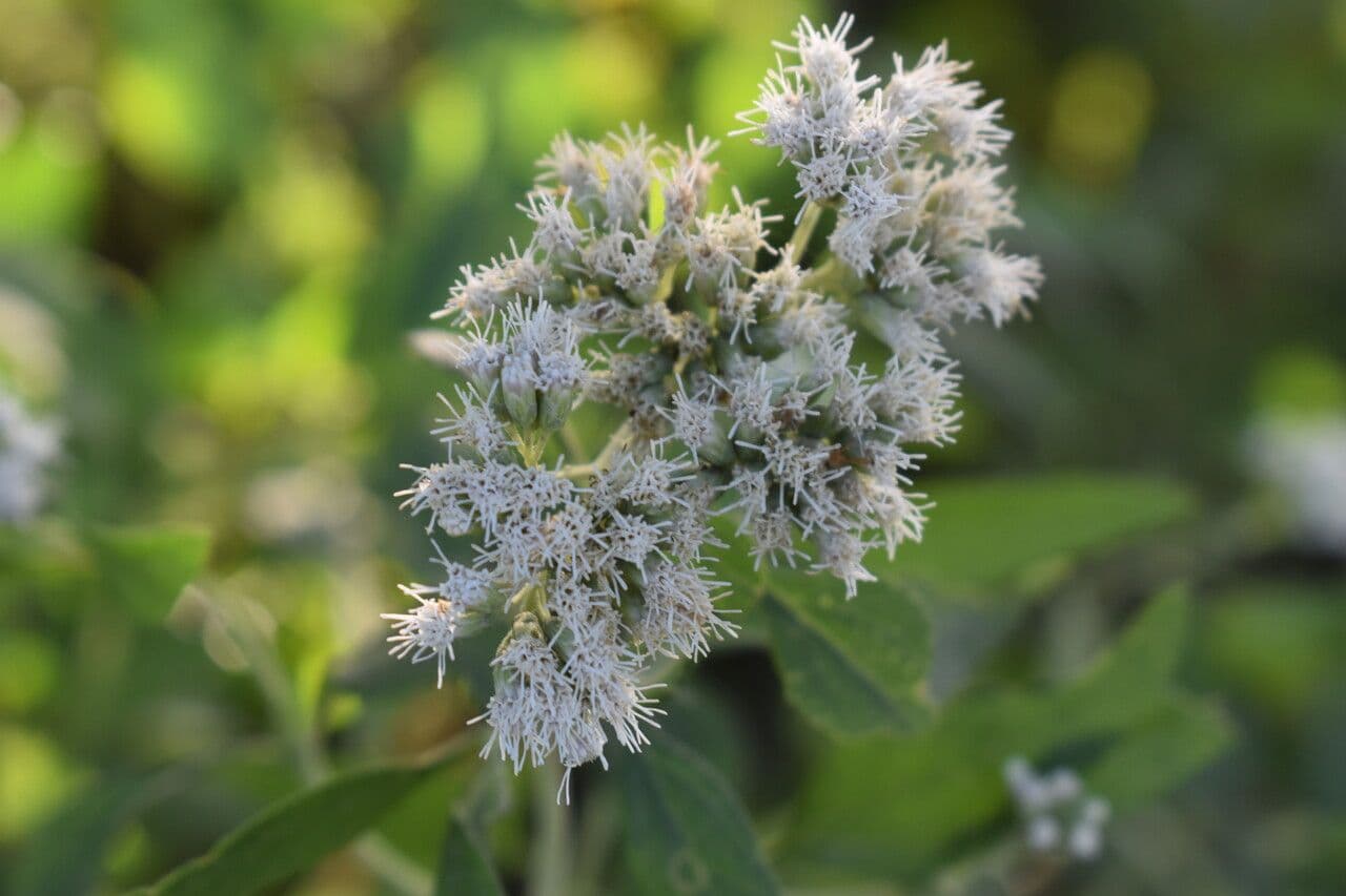 Austroeupatorium 2