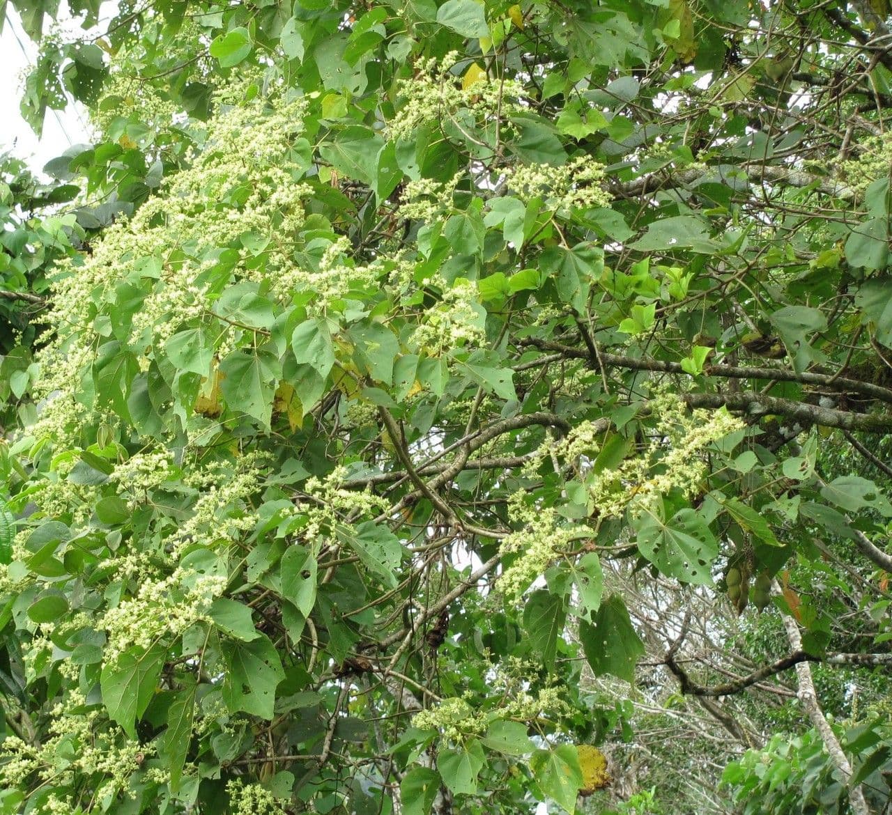 Heliocarpus 9