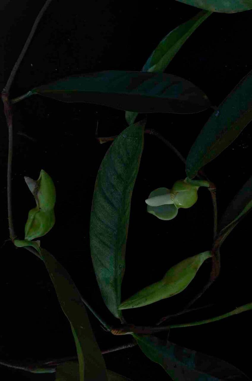 Filodendron 5