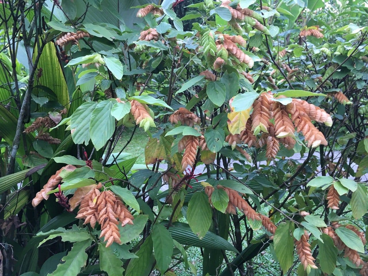 Flemingia strobilifera 23