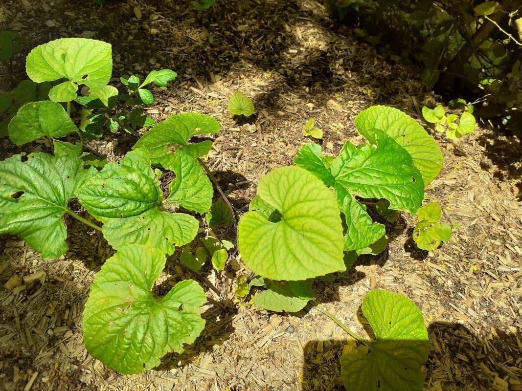 Viola mirabile 20