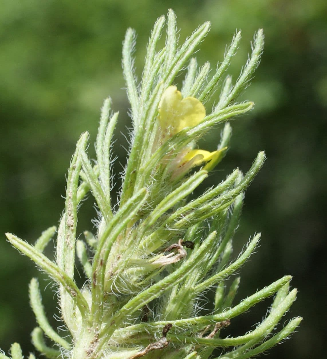 Bugle petit-pin 19