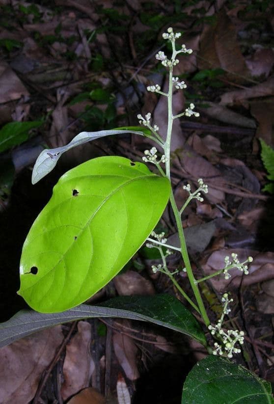 Nectandra 3