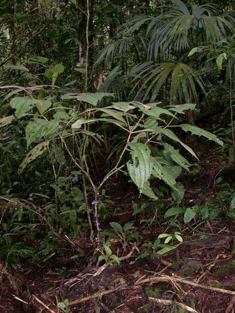Miconia 5