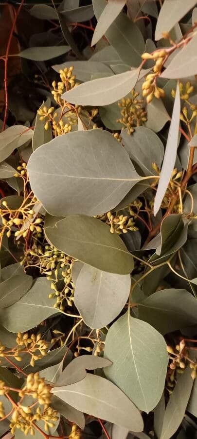 Vielblütiger Eukalyptus 15