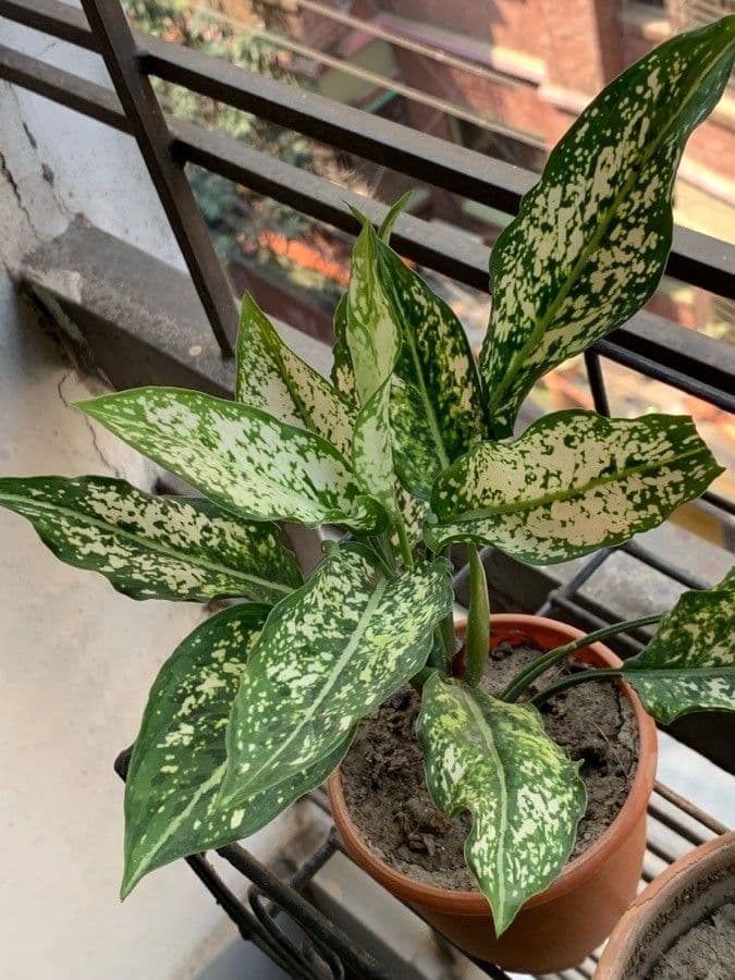 Aglaonema 3