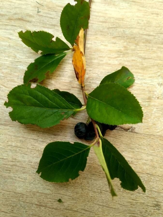 Aronia nera 28