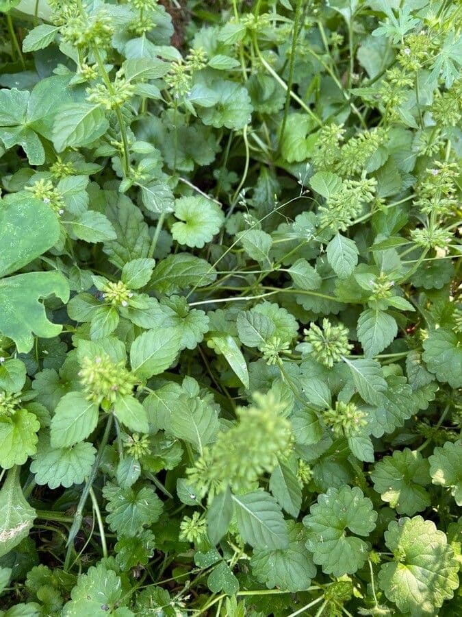 Basilico selvatico snello 7