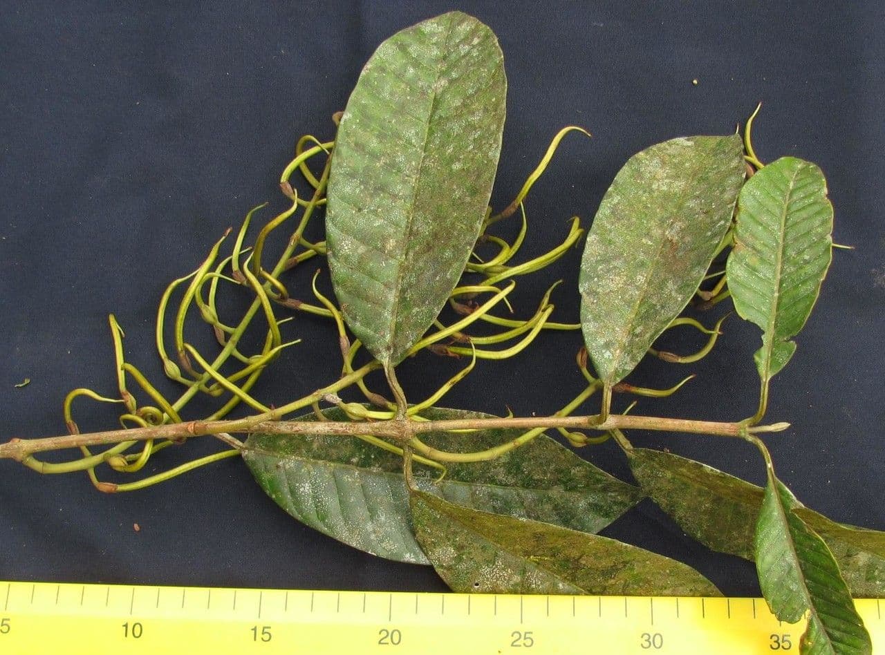 Marila 9