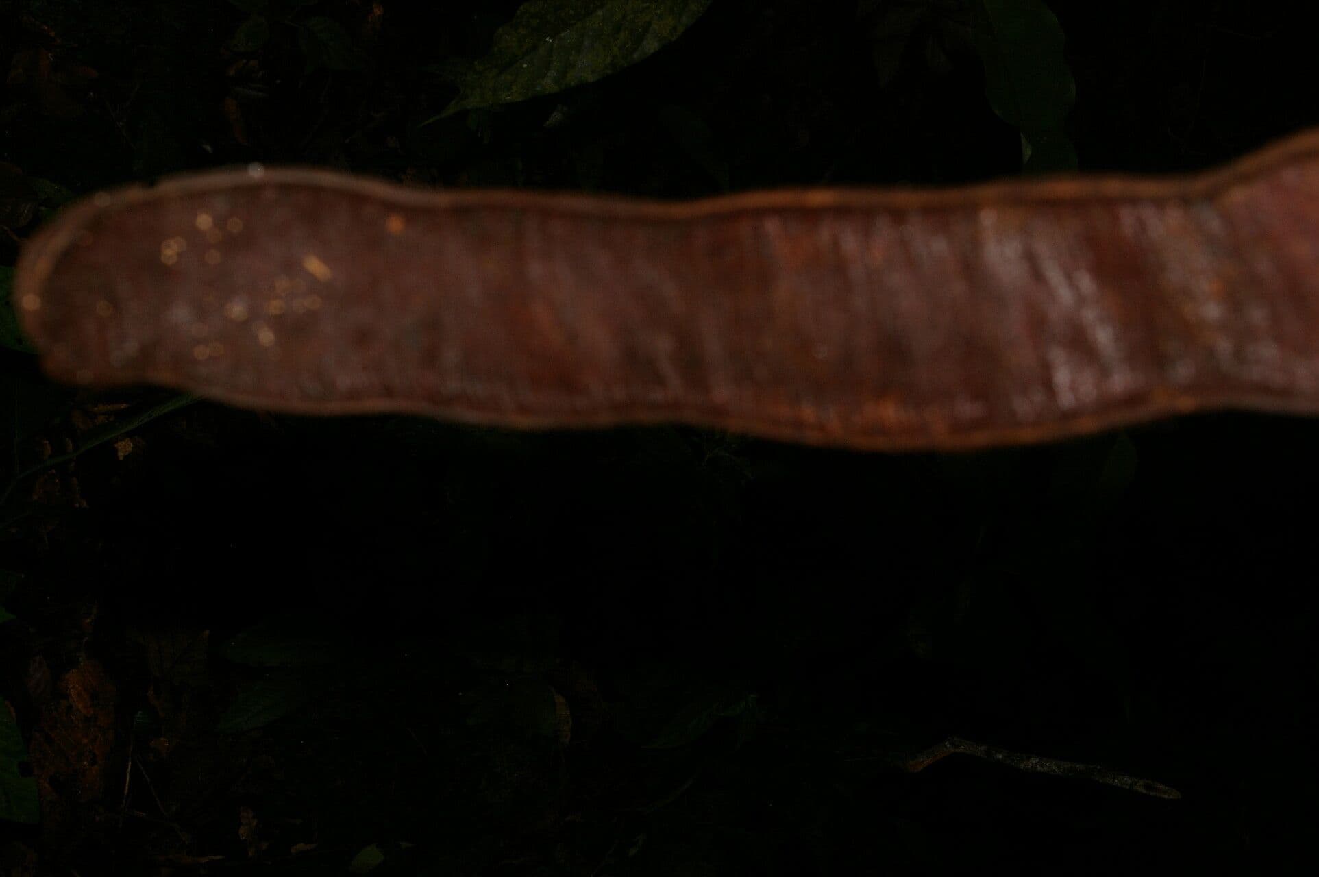 Inga 7