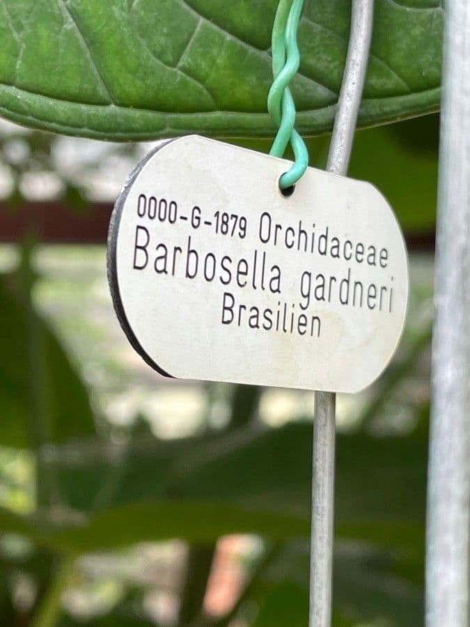 Barbosella 4