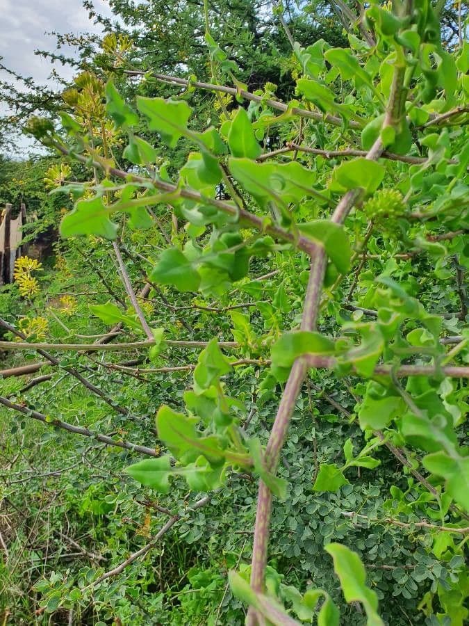 Afrikanische Gänseblümchen 9