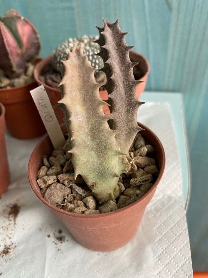 Huernia